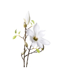 Искусственные цветы Ветка магнолии 89см цвет кремовый Silk-ka