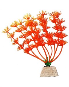 Растение аквариумное Амбулия оранжевая Уют