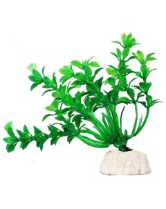 Растение аквариумное Гемиантус зеленый Уют