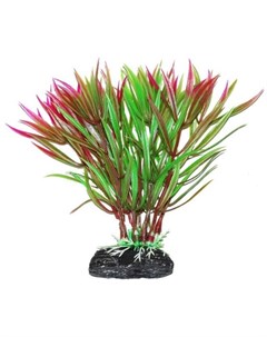 Растение аквариумное Гетерантера зелено фиолетовая Уют