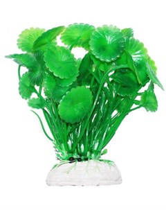 Растение аквариумное Щитолистник зеленый Уют