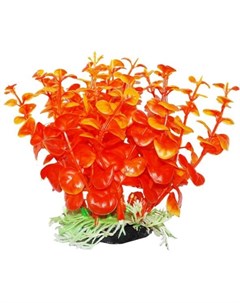Растение аквариумное Бакопа оранжевая Уют