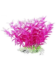 Растение аквариумное Людвигия фиолетовая 12 см Уют