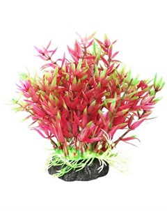 Растение аквариумное Гемиантус фиолетово зеленый 12 см Уют