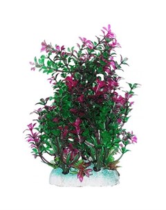 Растение аквариумное Гамфрена зелено фиолетовая 20 см Уют