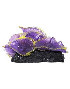 Коралл аквариумный Актиния Антоплеур колония фиолетовая 10 см Уют