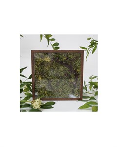 Панно с натуральным мхом мультиколор 23x23 см Wowbotanica