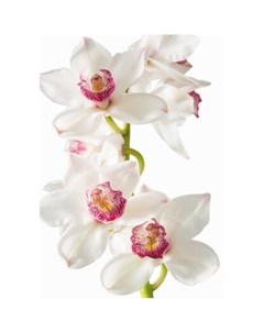 Бумажные обои Bellissimo Изысканная орхидея многоцветные 1 4х2 м Без бренда