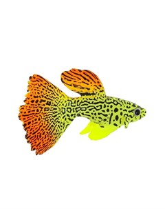 Флуоресцентная аквариумная декорация рыба гуппи на леске 8х2 5х4 5 см Gloxy