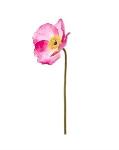 Искусственные цветы Мак 69см розовый Silk-ka