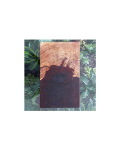 Сервировочная доска коричневый 21x35x1 см Wowbotanica