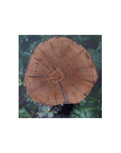 Сервировочная доска из спила дуба коричневый 2 см Wowbotanica