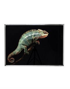 Картина в рамке chameleon мультиколор 103x72x2 см Kare