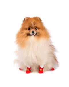 Носки M для собак красные с Сантой Petmax