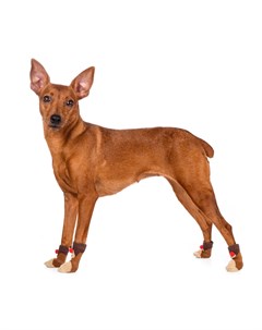 Носки для собак L коричневый унисекс Petmax