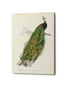 Картина величественно окрашенный портрет павлина зеленый 50x75x2 см Object desire