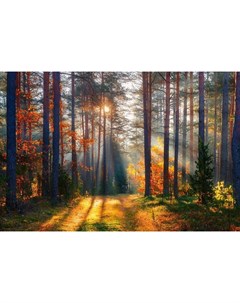 Фотообои Рассветный лес 360х254см Decoretto