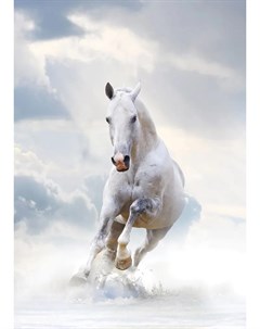 Фотообои Белая лошадь 180х254см Decoretto