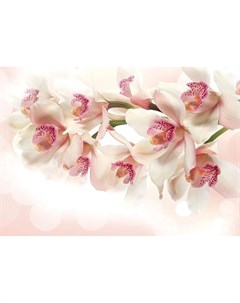 Фотообои Нежные цветы 360х254см Decoretto