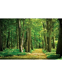 Фотообои Дорожка в лесу 360х254см Decoretto