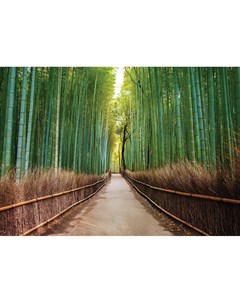 Фотообои Бамбуковый лес 360х254см Decoretto