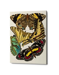 Картина бабочки мира версия 3 мультиколор 40x60x2 см Object desire
