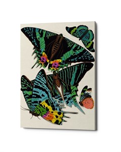 Картина бабочки мира версия 11 мультиколор 40x60x2 см Object desire