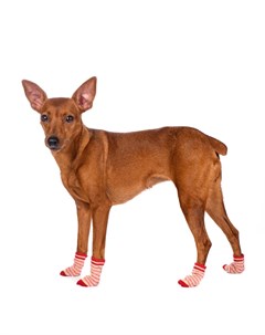 Носки S для собак бордовые с полоской Petmax