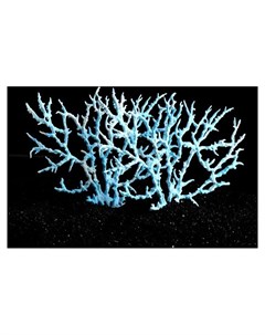 Коралл пластиковый большой 24 5 х 4 х 19 см голубой Кнр