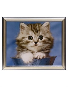 Картина Котёнок 20х25 23 5х28 5 см Nnb