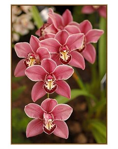 Алмазная мозаика Дикая орхидея 32 цвета Милато