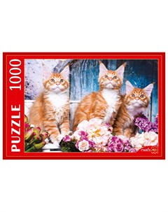 Пазлы 1000 элементов Рыжие котята мейн кун Рыжий кот (red cat toys)