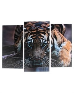 Модульная картина Тигровый взгляд 2 25х52 1 30х60 60х80 см Nnb