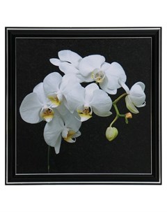 Картина Белая орхидея 25х25 28х28 см Nnb