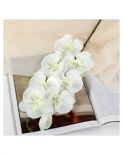 Цветы искусственные Орхидея молди 9 66 см белая Nnb
