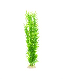 Растение зеленое без цветков 40см Aquafantasy