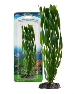 Растение VALLISNERIA CORKSCREW 18см с грузом Penn plax