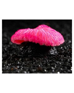 Декор для аквариума коралл пильчатый гриб силиконовый 5 х 2 5 см розовый Nnb