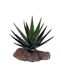 Декоративное растение для террариумов Tiger Aloe 8см Германия Lucky reptile