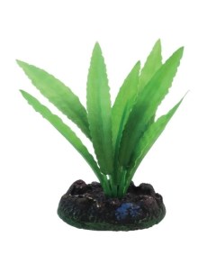 Растение зелёное Апоногетон Laguna