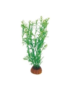 Растение зелёное Тетраклинис Laguna