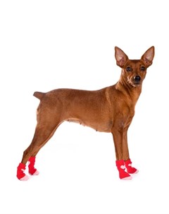 Носки для собак S красный унисекс Rurri