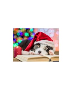 Картина по номерам Спящий новогодний щенок 30х40 см Рыжий кот