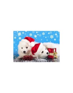 Картина по номерам Два белых щенка в колпаках 40х50 см Рыжий кот