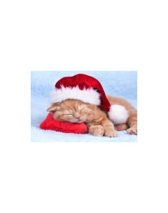 Картина по номерам Спящий новогодний котенок 40х50 см Рыжий кот