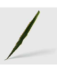 Лист agave 89 см Edg