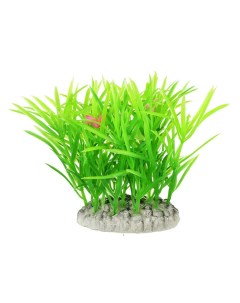Растение куст зеленое с цветками 8см Aquafantasy