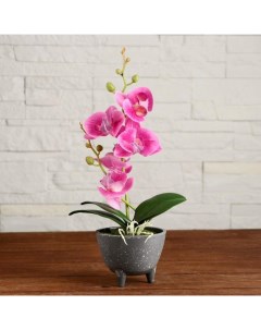 Цветочная композиция орхидея Сима-ленд