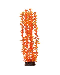 Растение оранжевое Людвигия Laguna