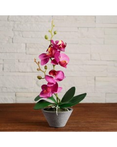 Цветочная композиция Орхидея Сима-ленд
